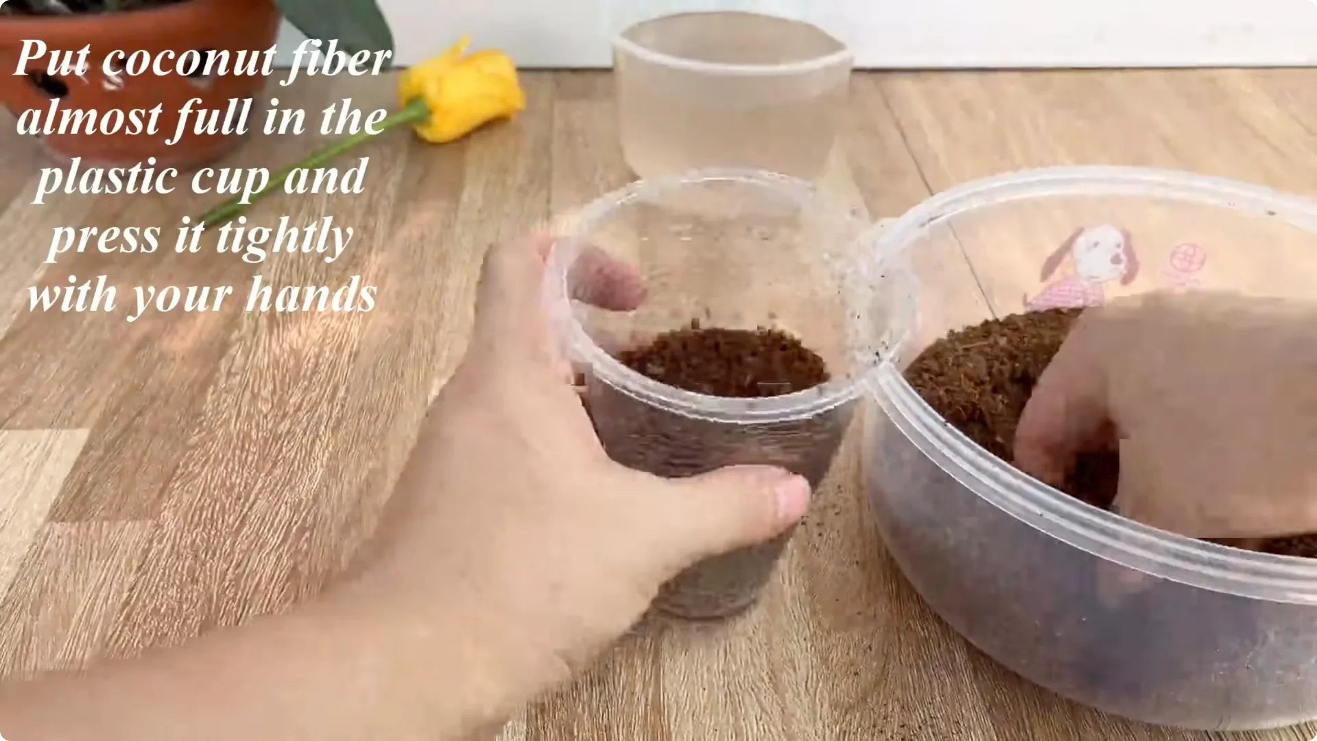 Discover This Little-Known Simple Method for Rose Propagation screenshot 11
