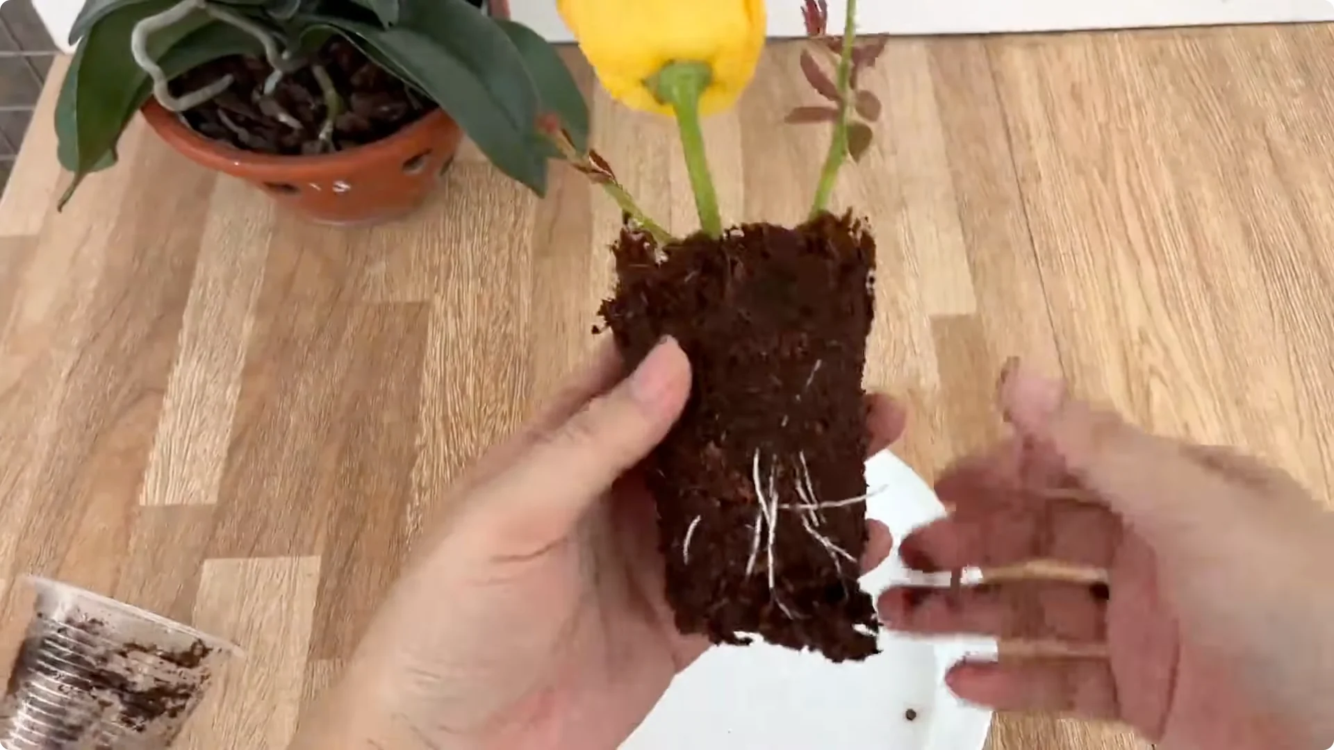 Discover This Little-Known Simple Method for Rose Propagation screenshot 12