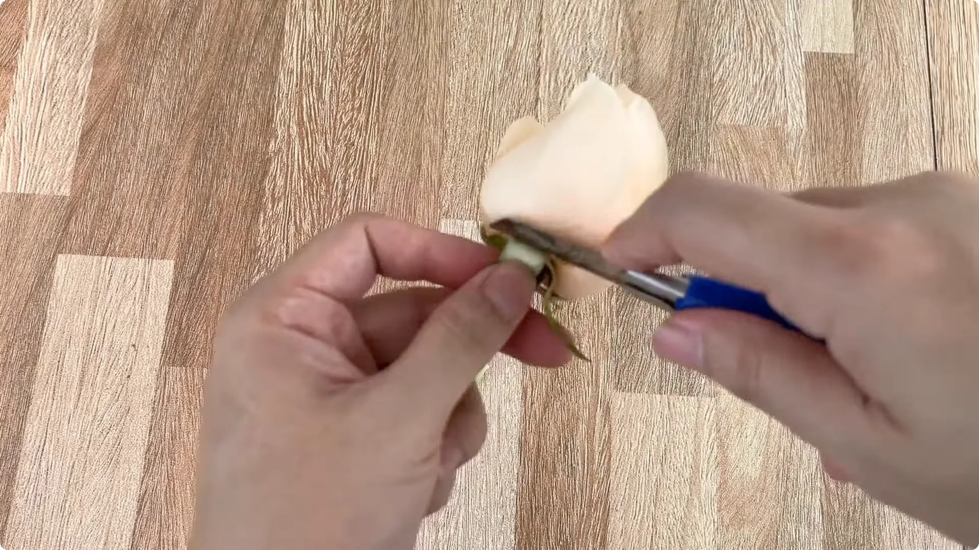 Discover This Little-Known Simple Method for Rose Propagation screenshot 2