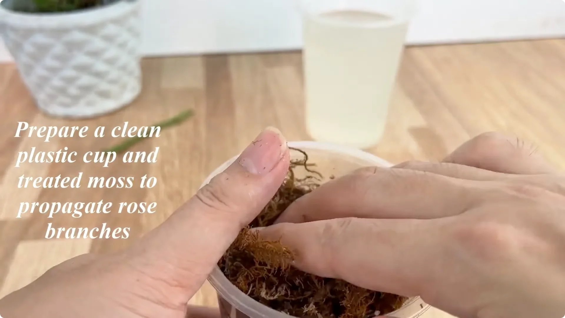 Discover This Little-Known Simple Method for Rose Propagation screenshot 5