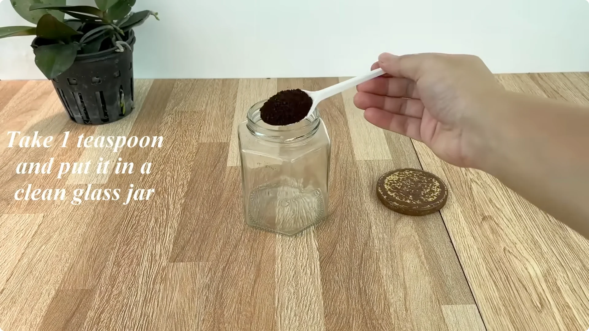 How Anyone Can Easily Propagate Roses at Home screenshot 2