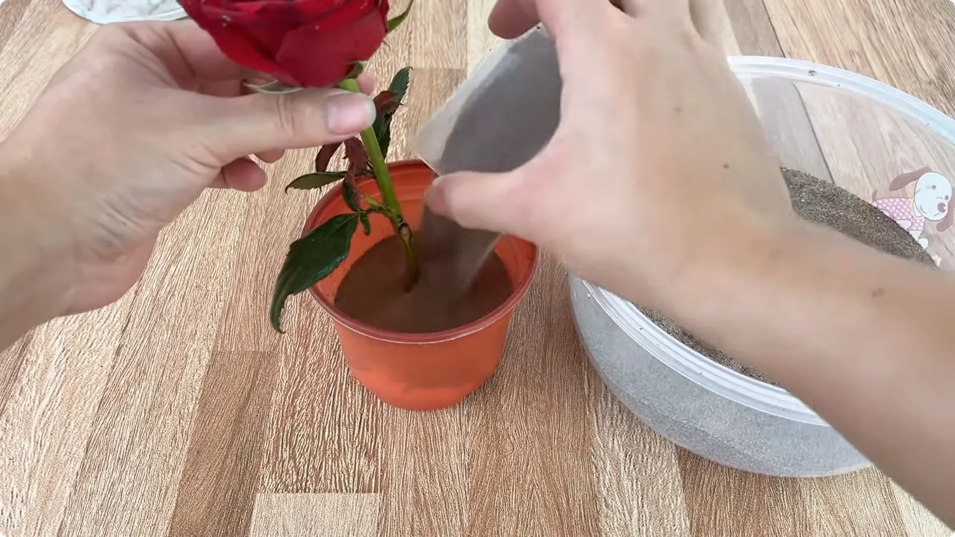How Coca Boosts Rose Propagation: Fast and Effective Tips screenshot 9
