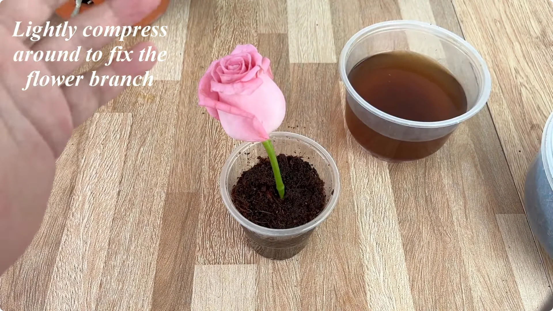 How Coffee Transforms Your Rose Plant’s Roots and Blooms screenshot 5