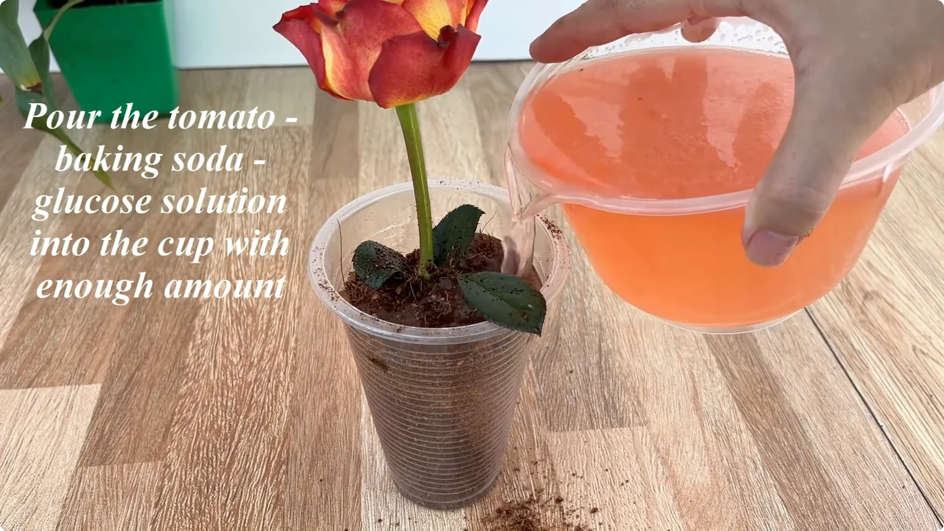 How Did This Rose Branch Root and Sprout So Quickly? screenshot 16
