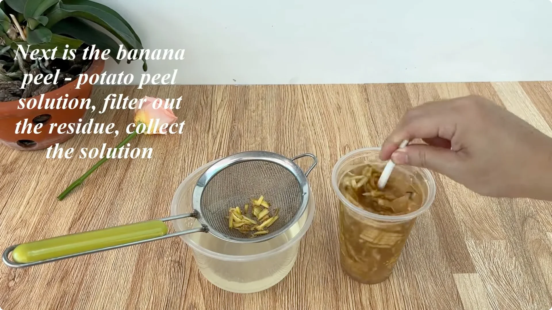 How One Cup Transforms Your Rose Plant’s Roots and Blooms screenshot 4