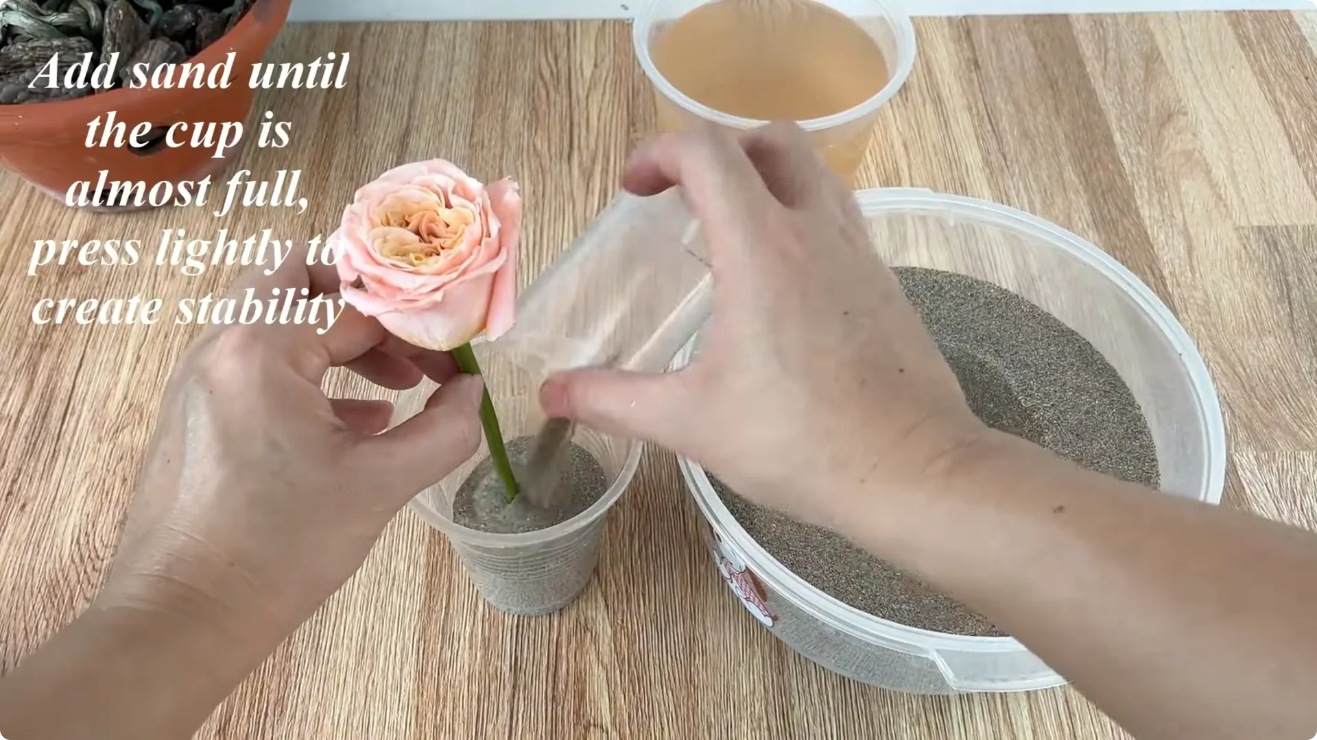 How One Cup Transforms Your Rose Plant’s Roots and Blooms screenshot 7
