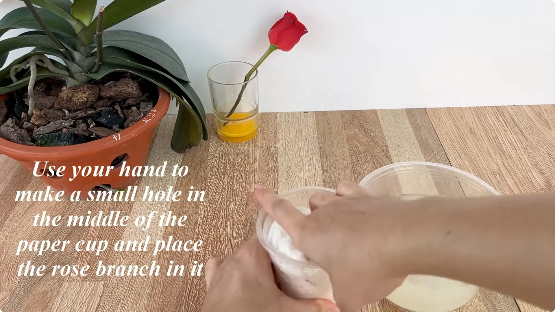 How One Egg Can Transform Your Rose Plant’s Growth screenshot 6