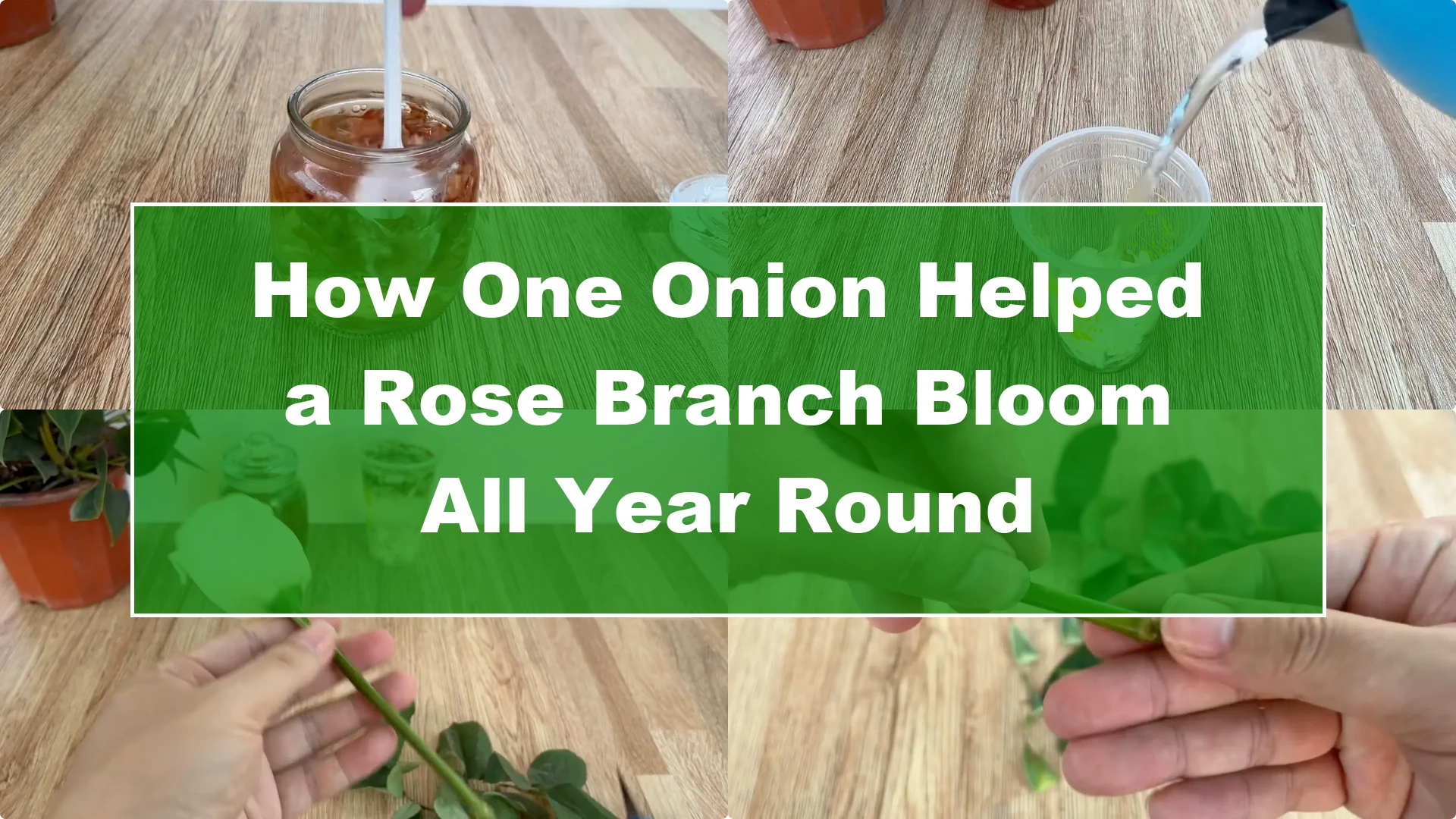 How One Onion Helped a Rose Branch Bloom All Year Round - Featured Image