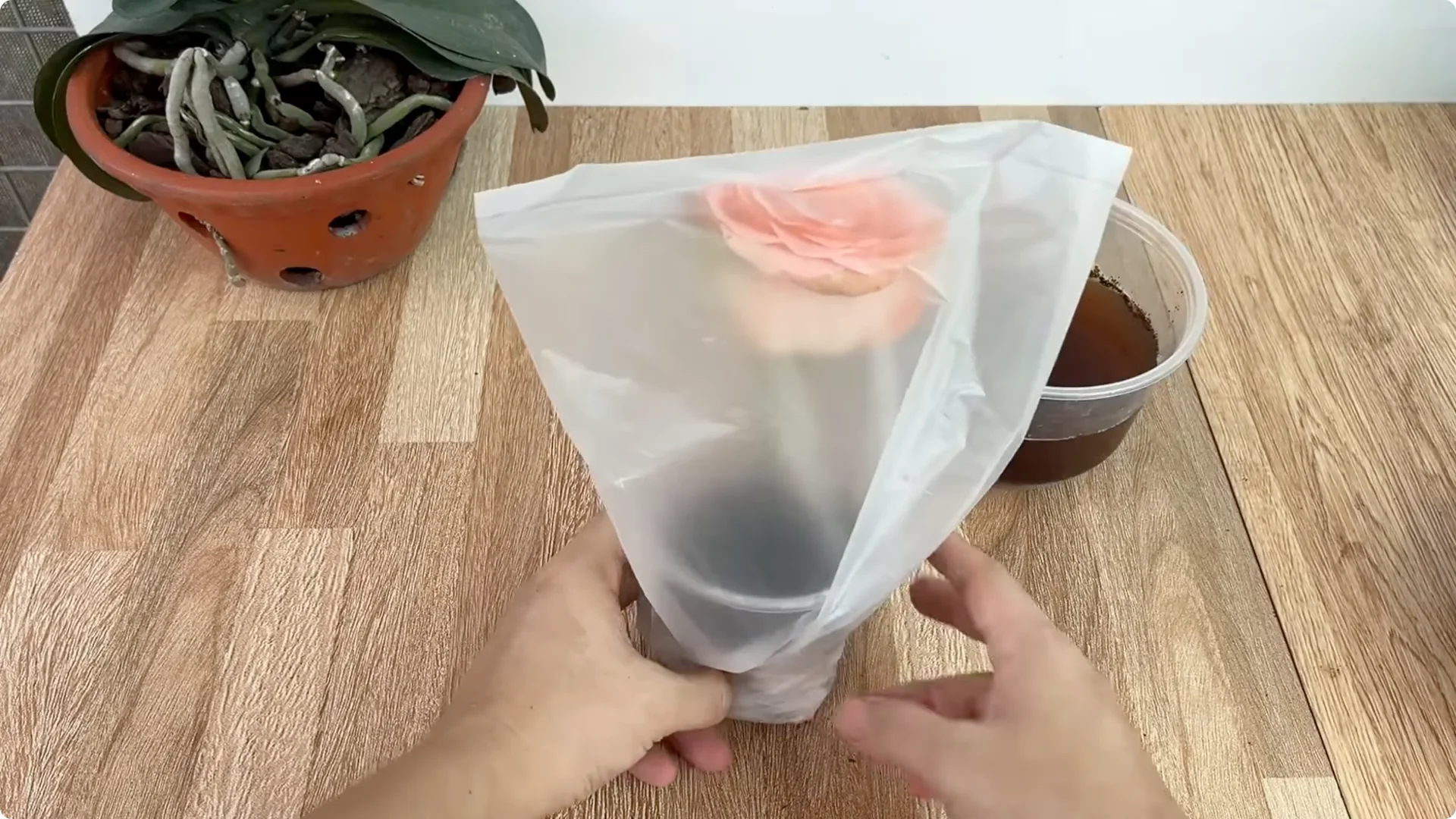 How One Slice of Tomato Transforms Rose Plants with Roots and Blooms screenshot 9
