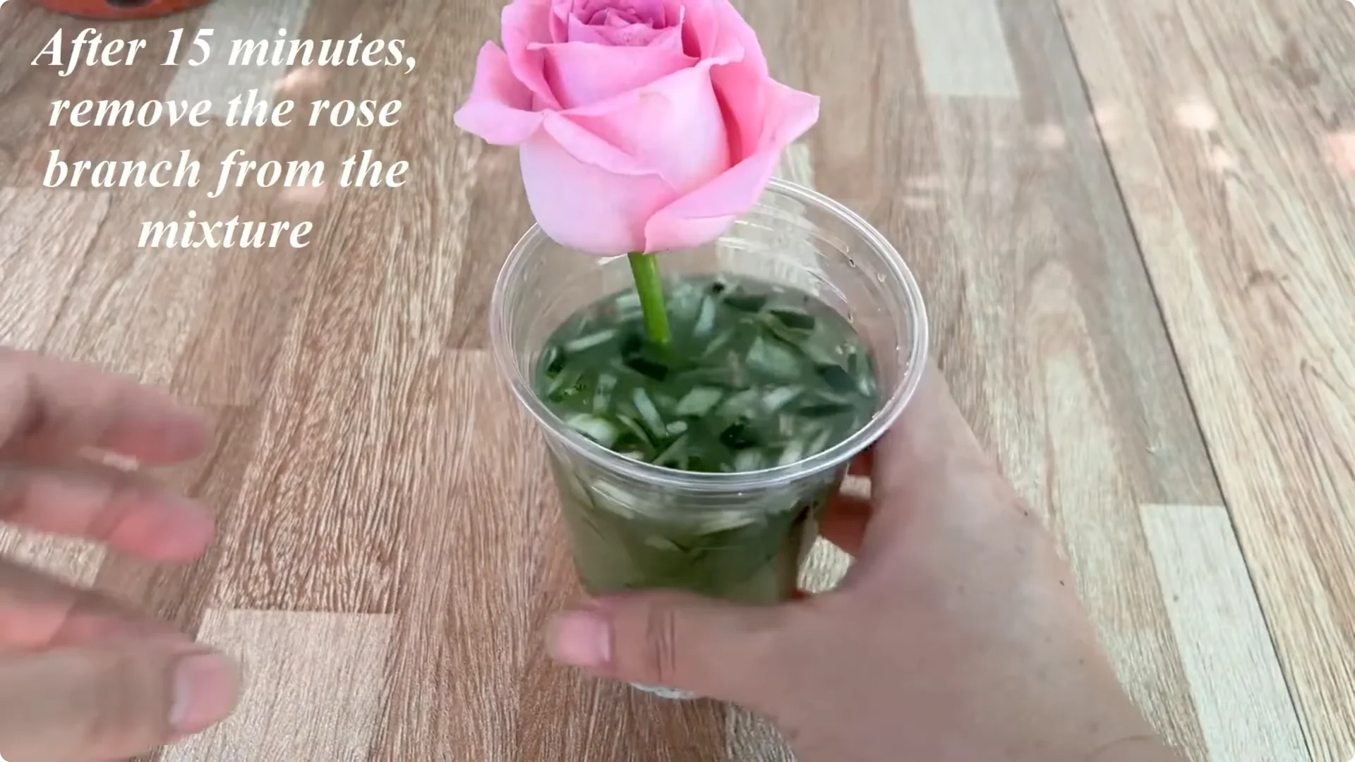 How One Spoon Helped a Rose Branch Root and Bloom Continuously screenshot 10