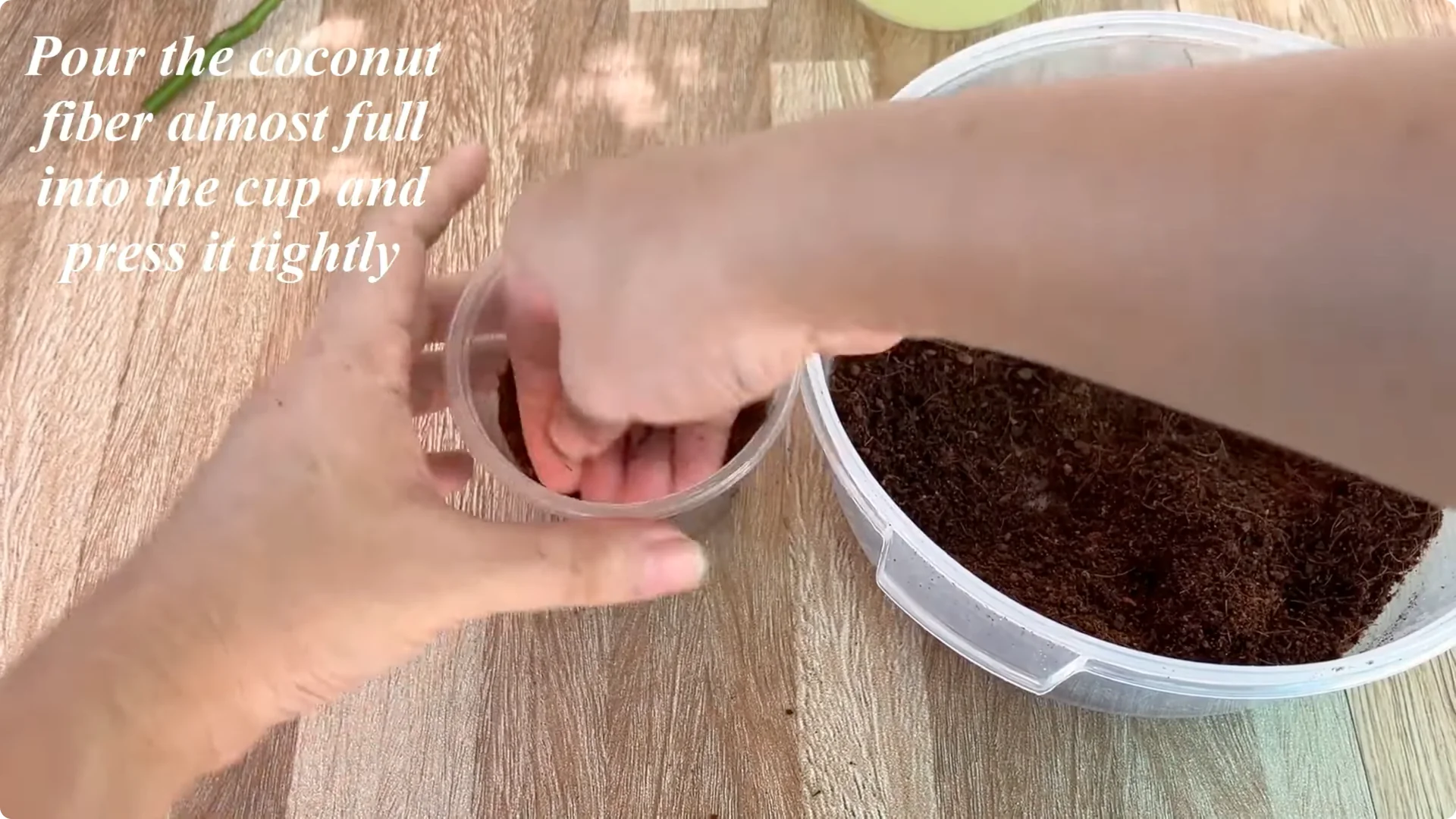 How One Spoon Helped a Rose Branch Root and Bloom Continuously screenshot 15