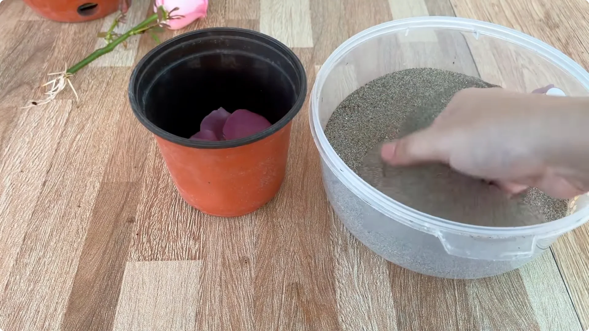 How One Spoon Helped a Rose Branch Root and Bloom Continuously screenshot 23