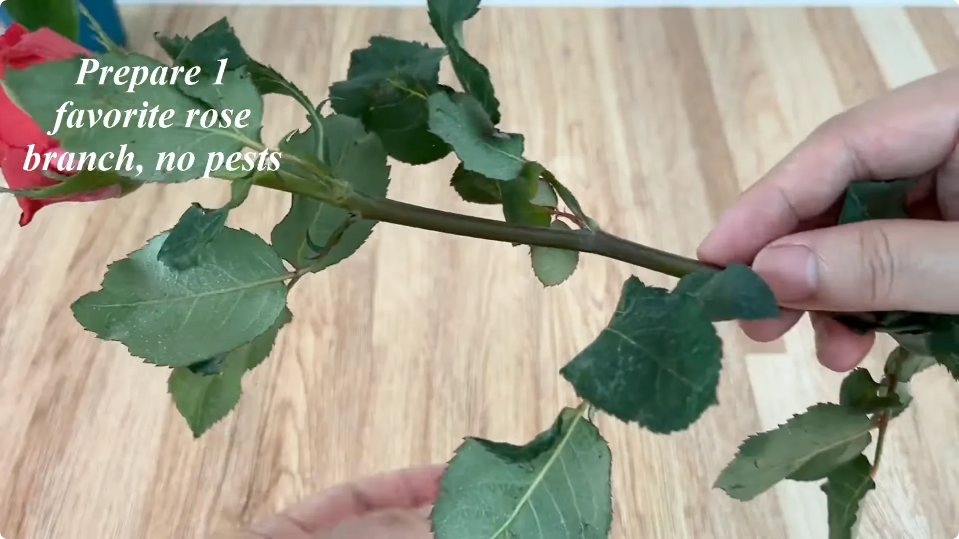 How One Spoonful of Rice Sparks Rose Branch Growth screenshot 1