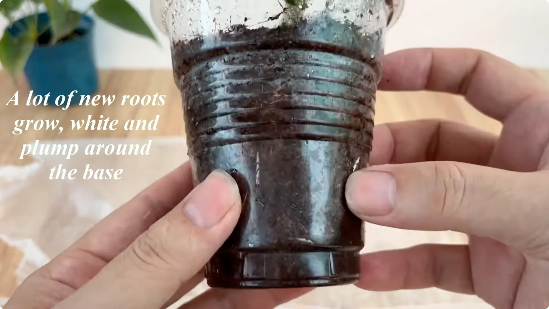 How One Spoonful of Rice Sparks Rose Branch Growth screenshot 10