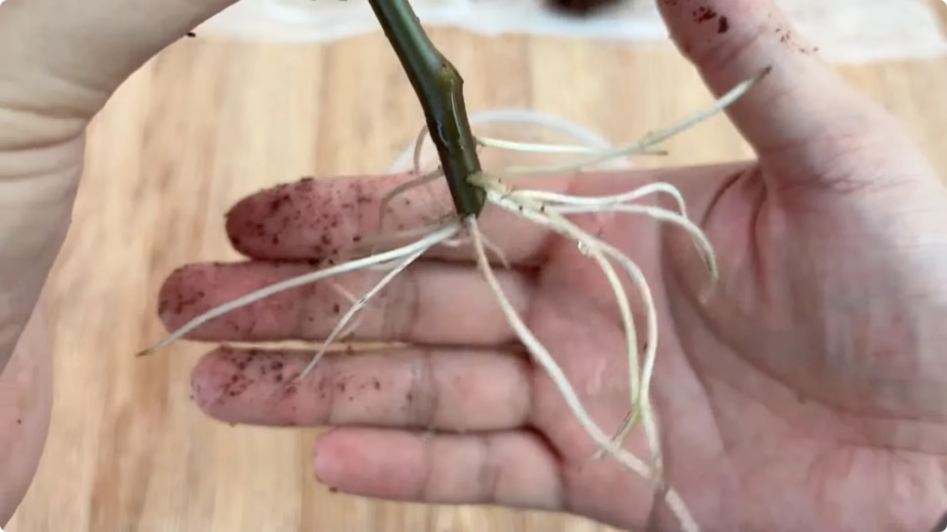 How One Spoonful of Rice Sparks Rose Branch Growth screenshot 11