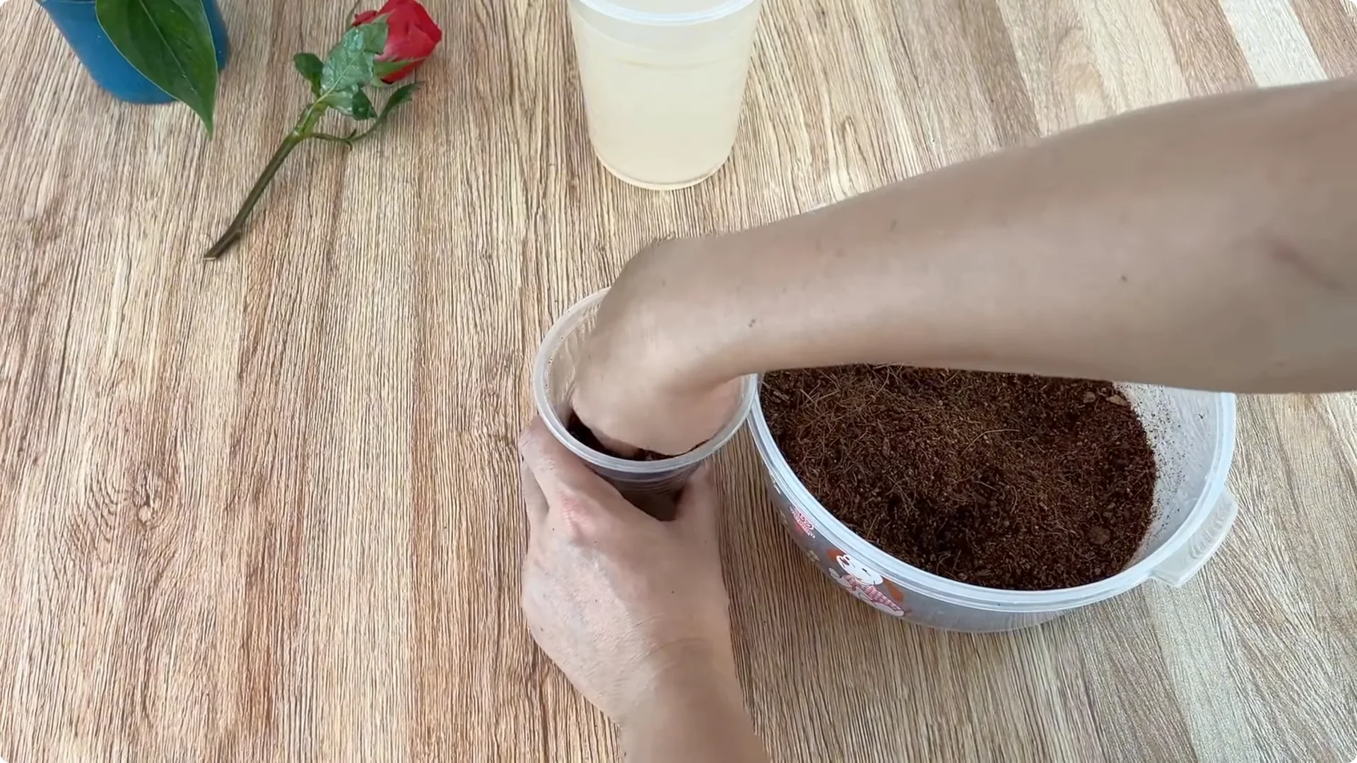 How One Spoonful of Rice Sparks Rose Branch Growth screenshot 5