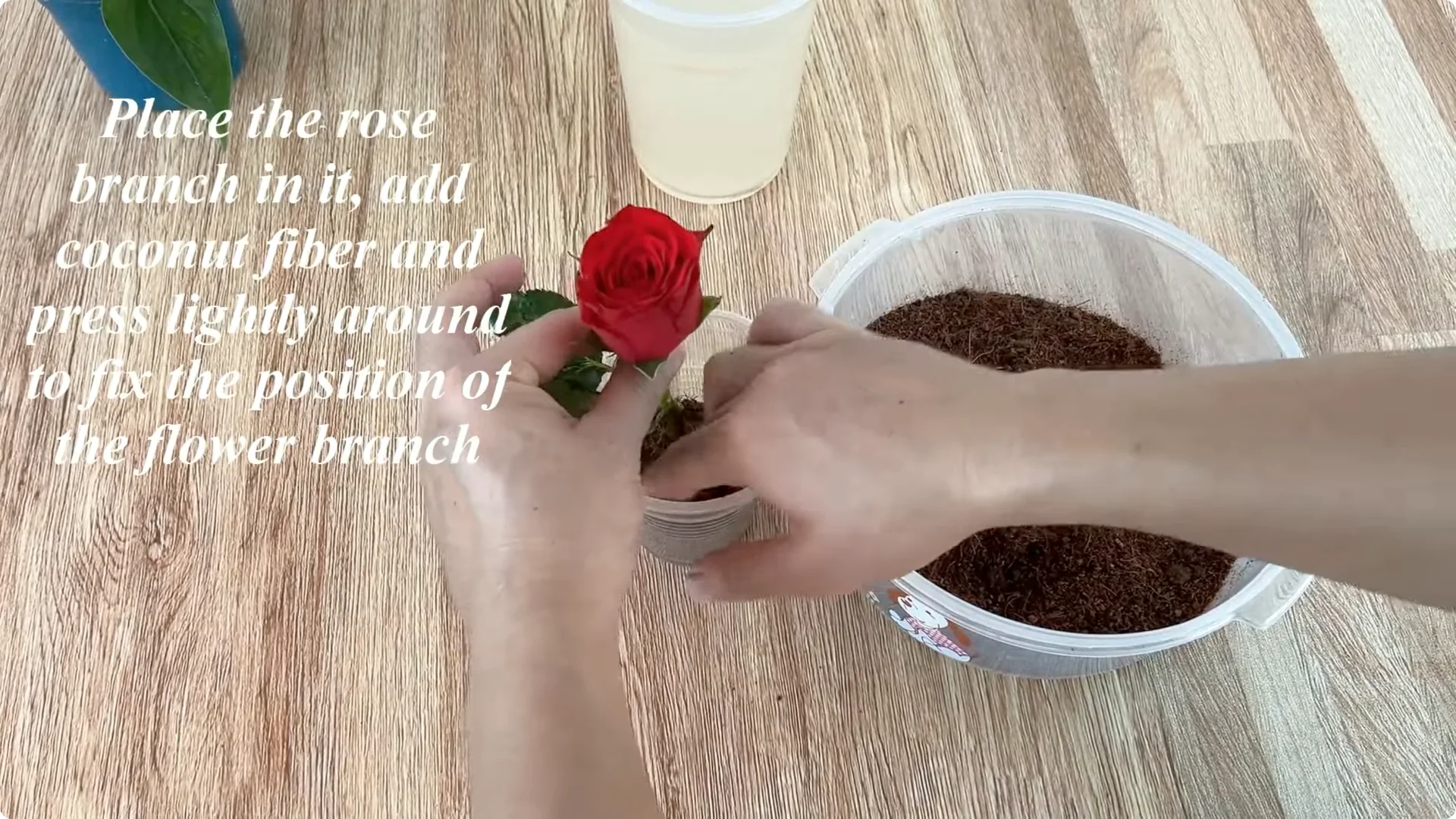 How One Spoonful of Rice Sparks Rose Branch Growth screenshot 6