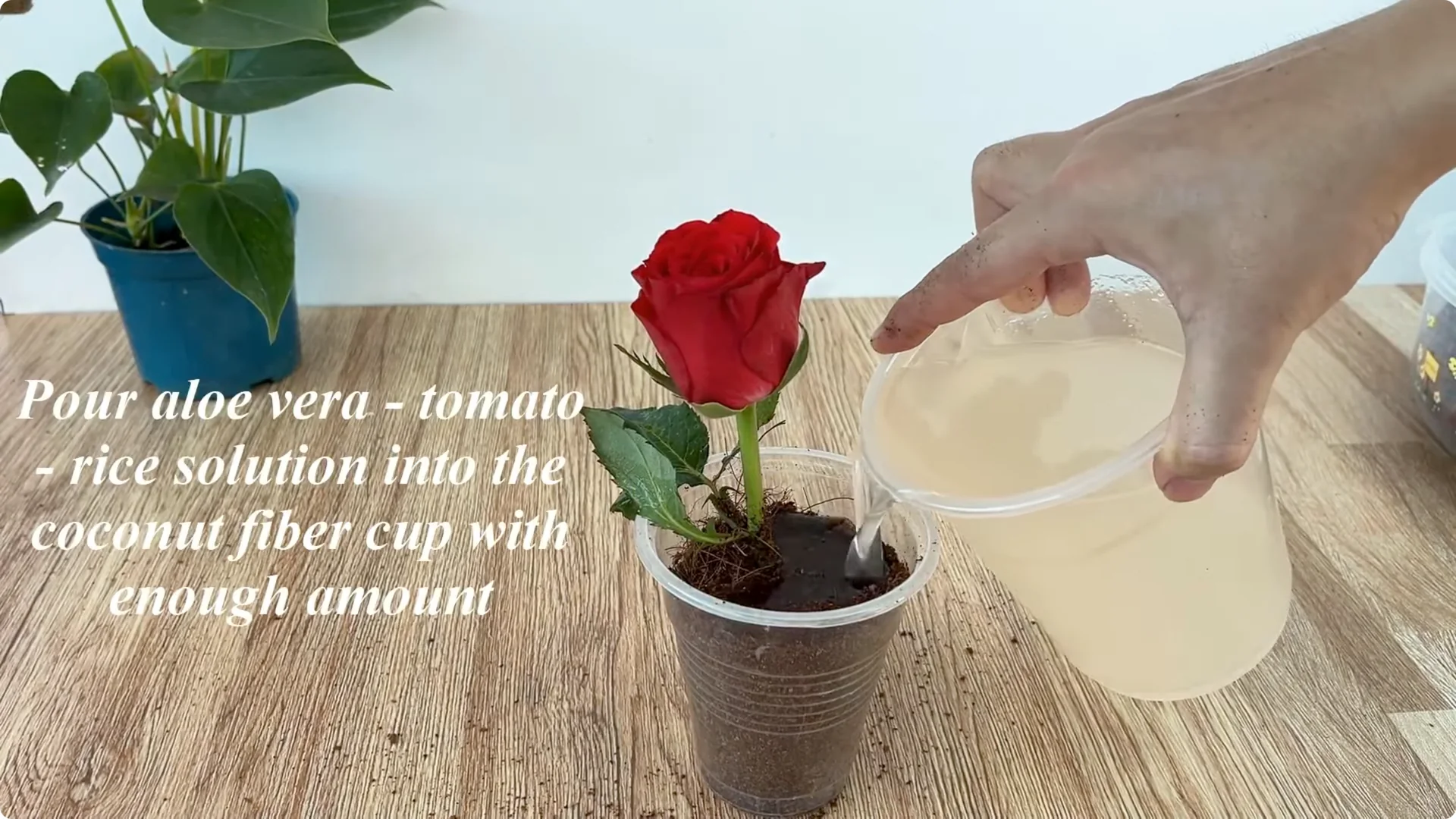 How One Spoonful of Rice Sparks Rose Branch Growth screenshot 7