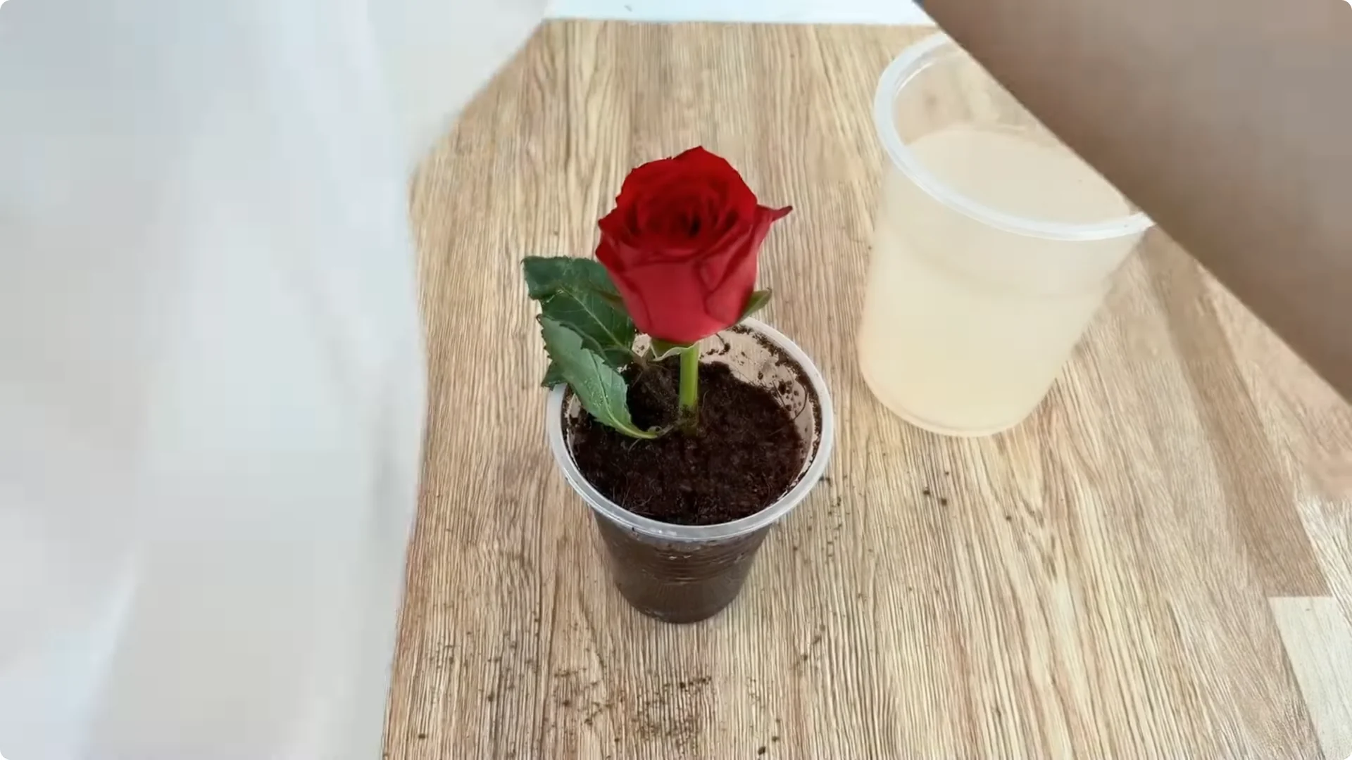 How One Spoonful of Rice Sparks Rose Branch Growth screenshot 8