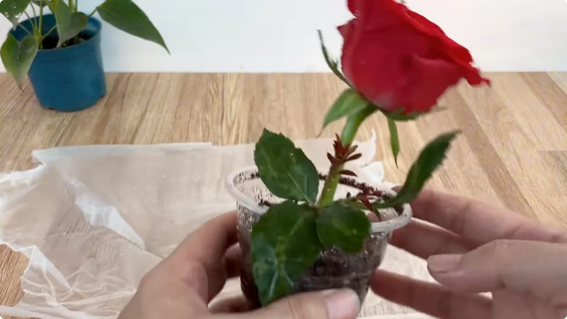 How One Spoonful of Rice Sparks Rose Branch Growth screenshot 9