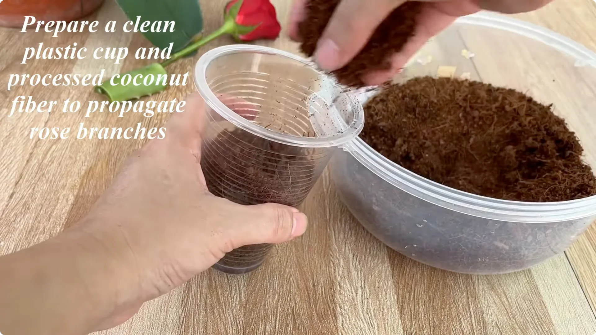 How This Trick Helps Rose Stems Root and Bloom Year-Round screenshot 4