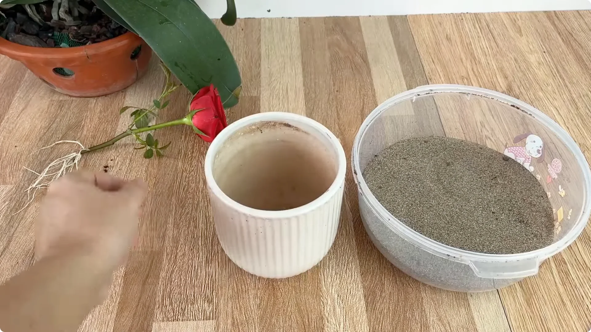 How This Trick Helps Rose Stems Root and Bloom Year-Round screenshot 7