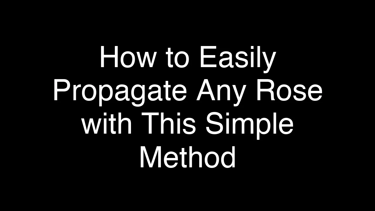 How to Easily Propagate Any Rose with This Simple Method - Featured Image
