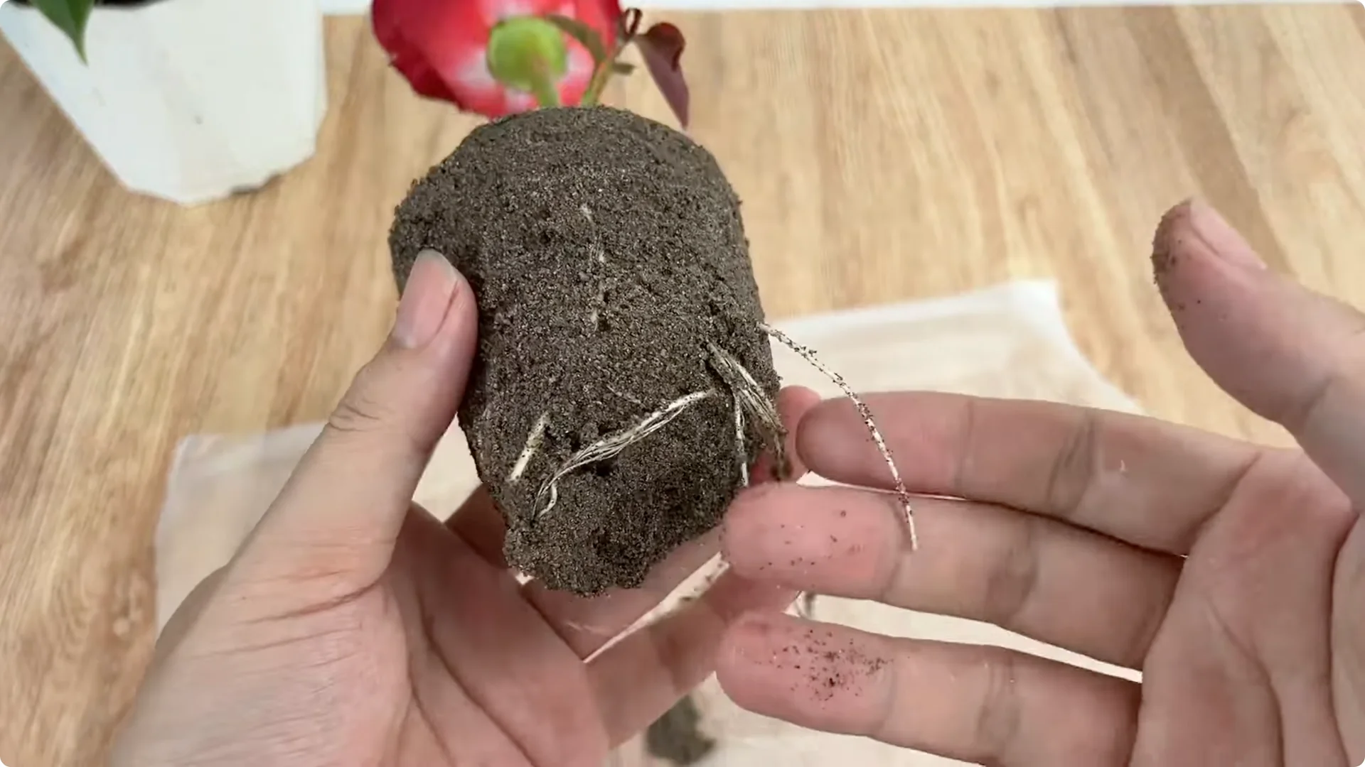 The Simple Method That Surprised Me for Propagating Roses screenshot 9