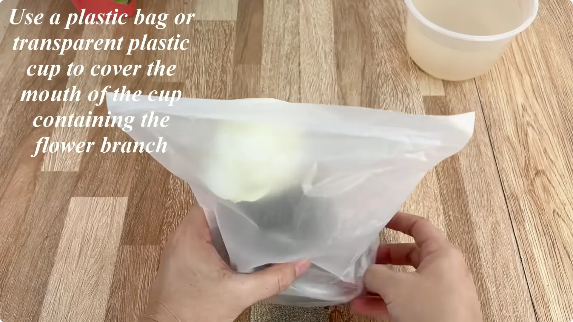 This Simple Trick Boosts Rose Growth by 800%—Here's How screenshot 6