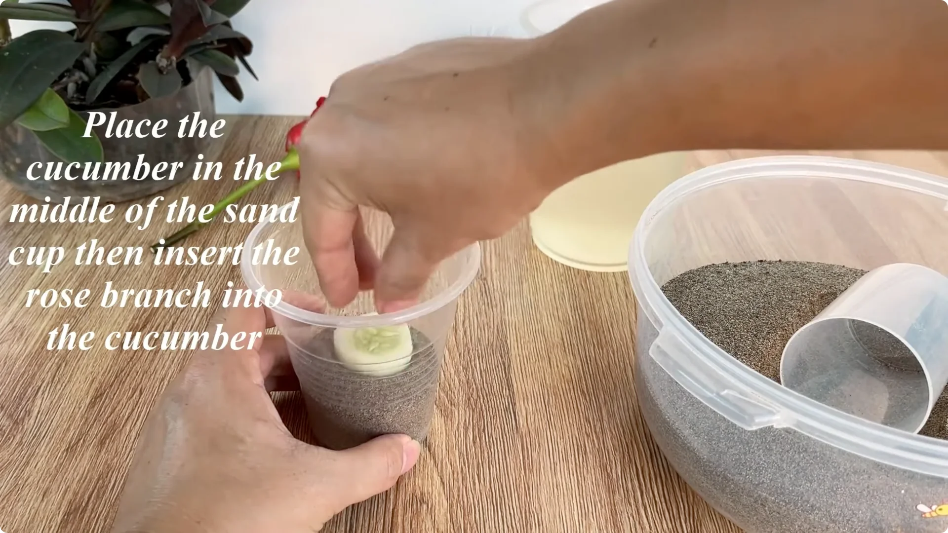 What Happens When You Graft a Rose Branch Onto a Cucumber? screenshot 10