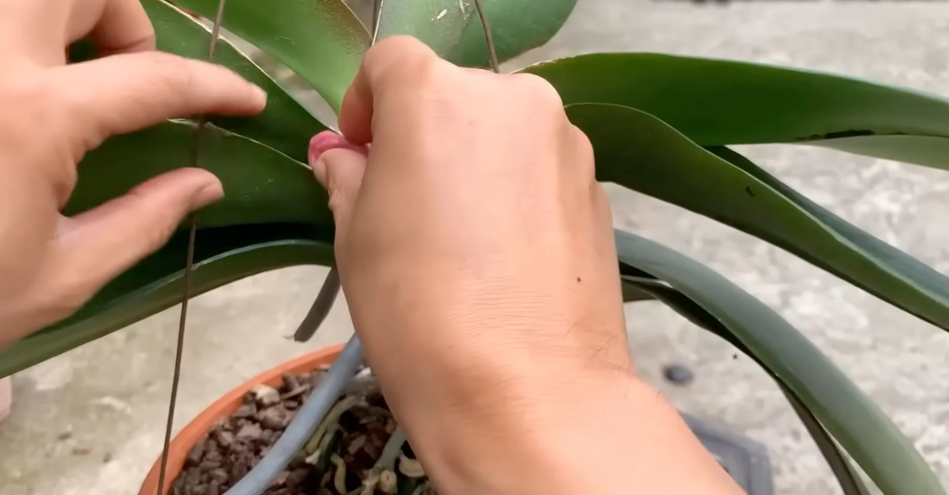 Can Beetroot Influence Orchid Nodes to Trigger Flower Spikes? screenshot 5