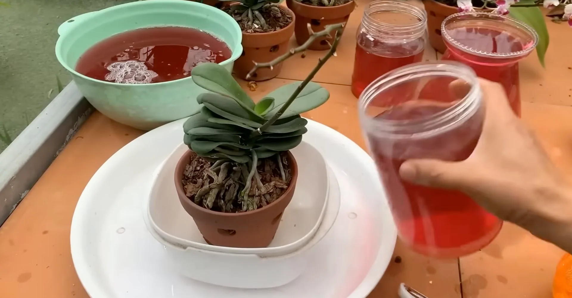 Can Beetroot Influence Orchid Nodes to Trigger Flower Spikes? screenshot 6