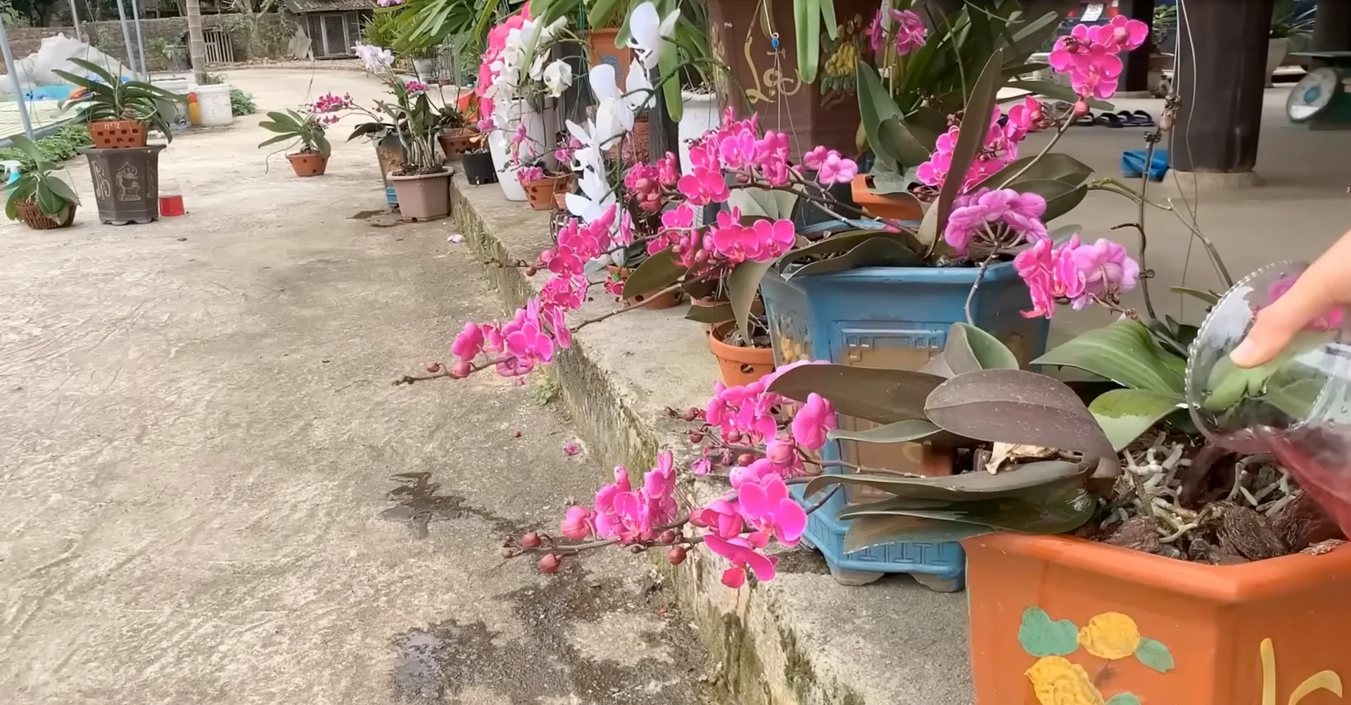 Can Beetroot Influence Orchid Nodes to Trigger Flower Spikes? screenshot 7