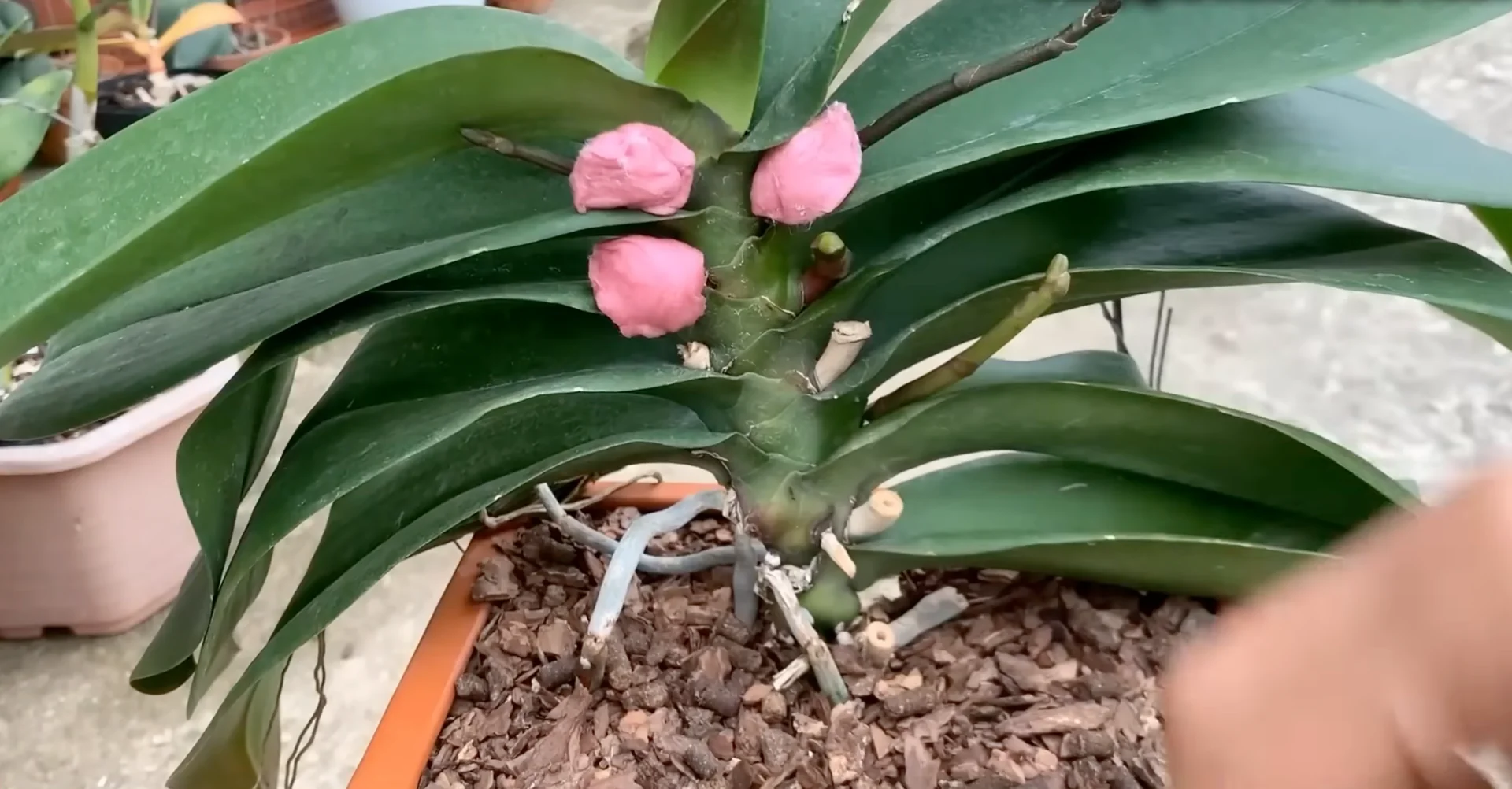 Can Beetroot Influence Orchid Nodes to Trigger Flower Spikes? screenshot 8