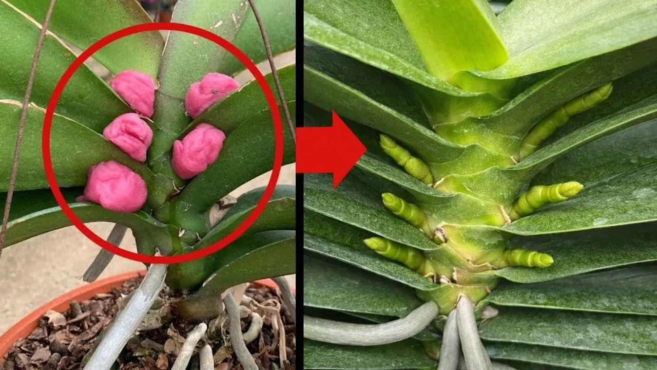 Can Beetroot Influence Orchid Nodes to Trigger Flower Spikes? - Featured Image