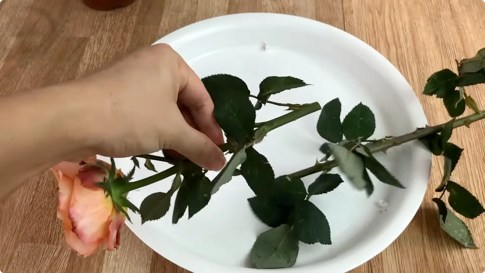 Discover the Surprising Method to Propagate Roses Easily screenshot 11