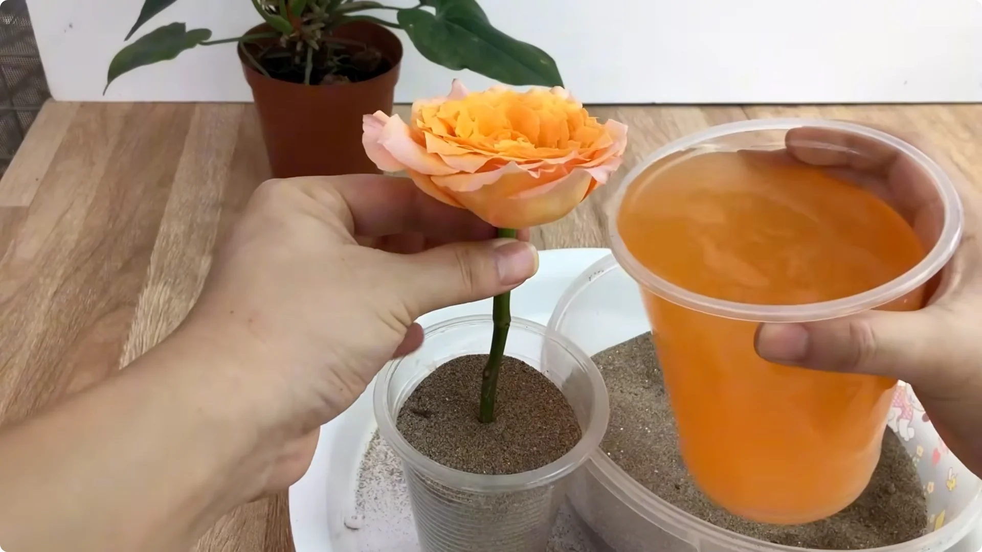 Discover the Surprising Method to Propagate Roses Easily screenshot 18