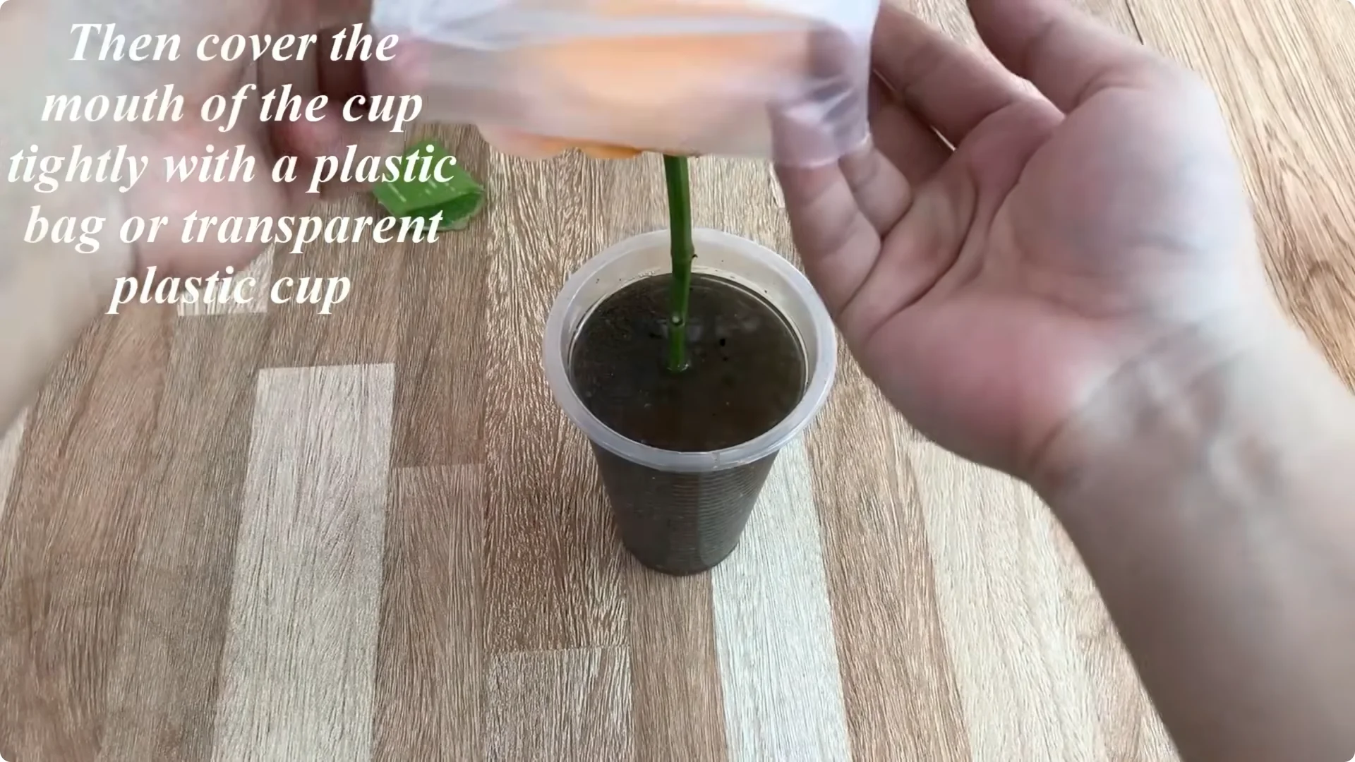 Discover the Surprising Method to Propagate Roses Easily screenshot 19