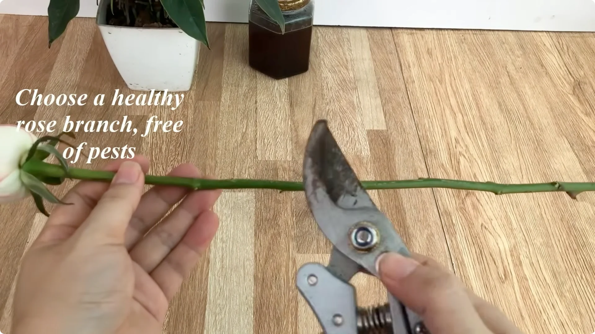 Discover the Surprising Method to Propagate Roses Easily screenshot 2