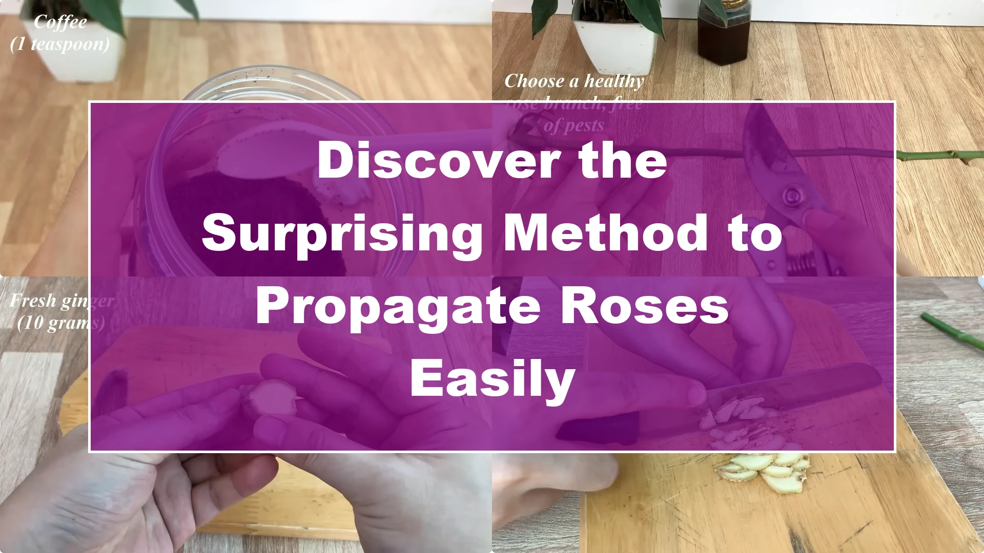 Discover the Surprising Method to Propagate Roses Easily - Featured Image