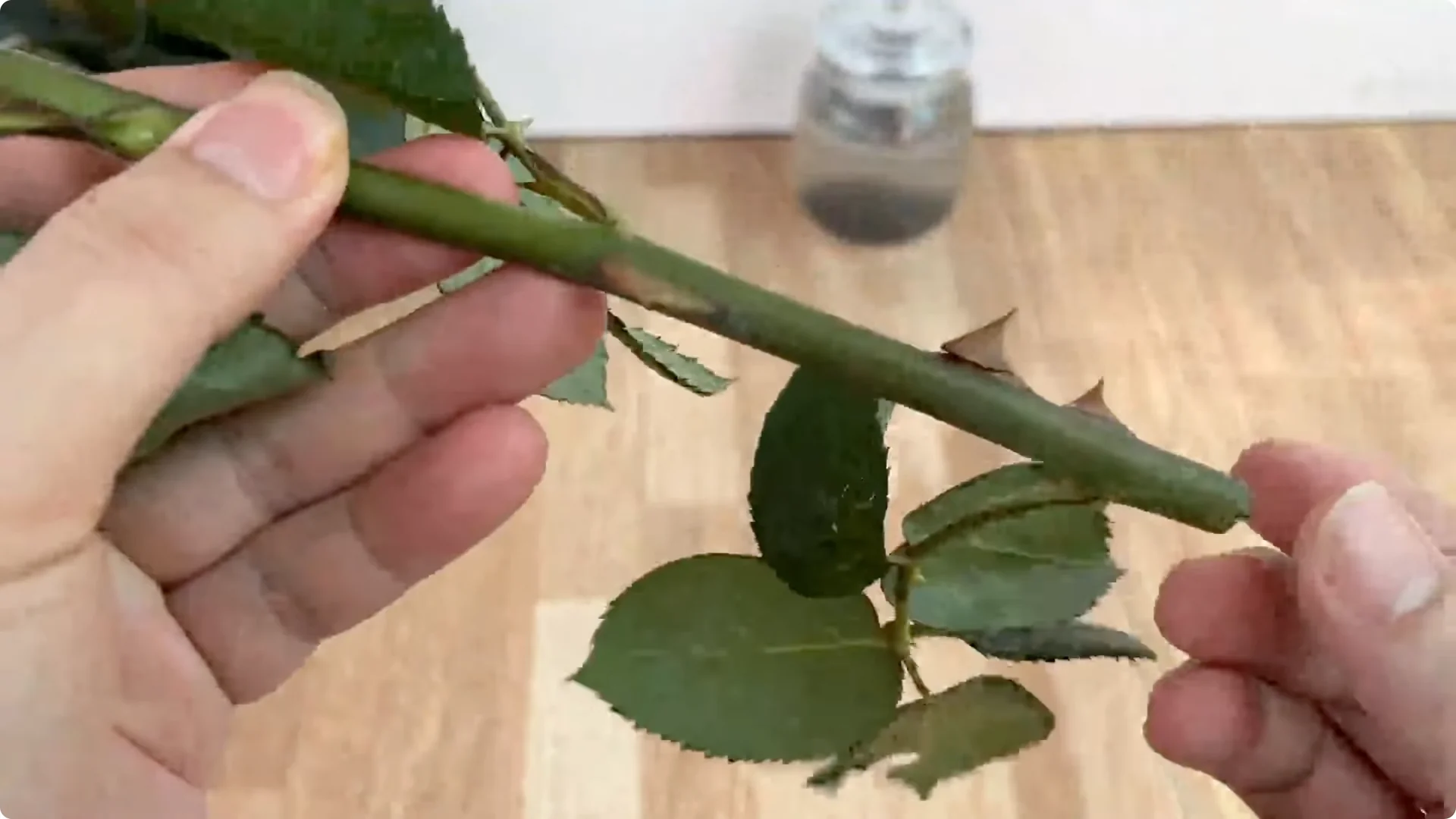How 1 Cup Can Grow a Rose Plant Full of Roots and Blooms screenshot 2