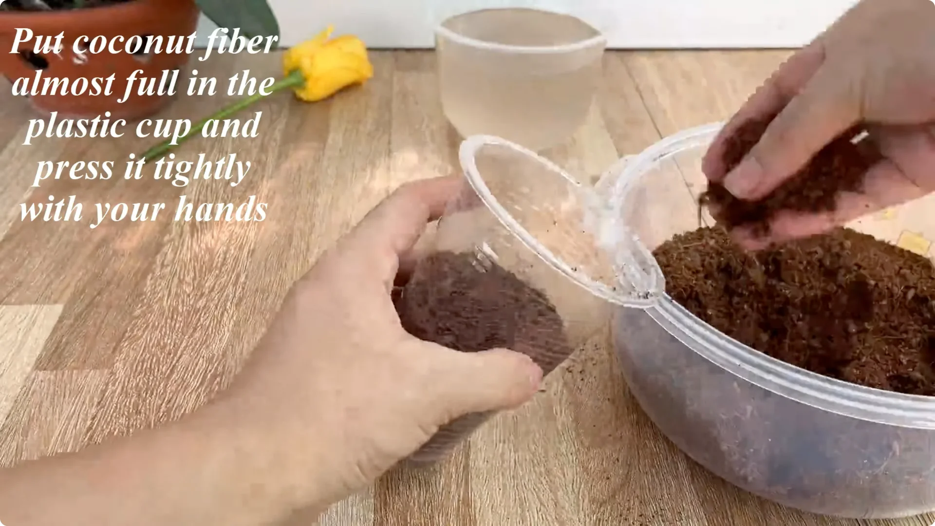 How 1 Cup Can Grow a Rose Plant Full of Roots and Blooms screenshot 5