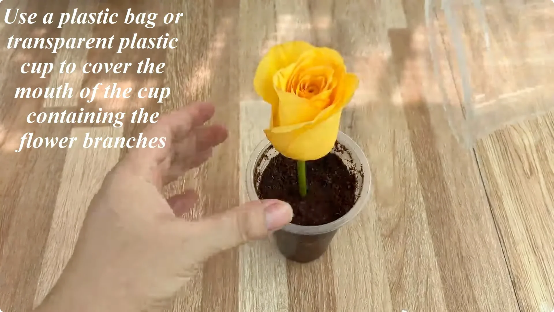How 1 Cup Can Grow a Rose Plant Full of Roots and Blooms screenshot 6