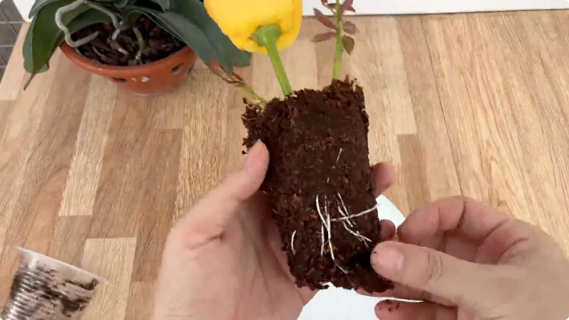 How 1 Cup Can Grow a Rose Plant Full of Roots and Blooms screenshot 7