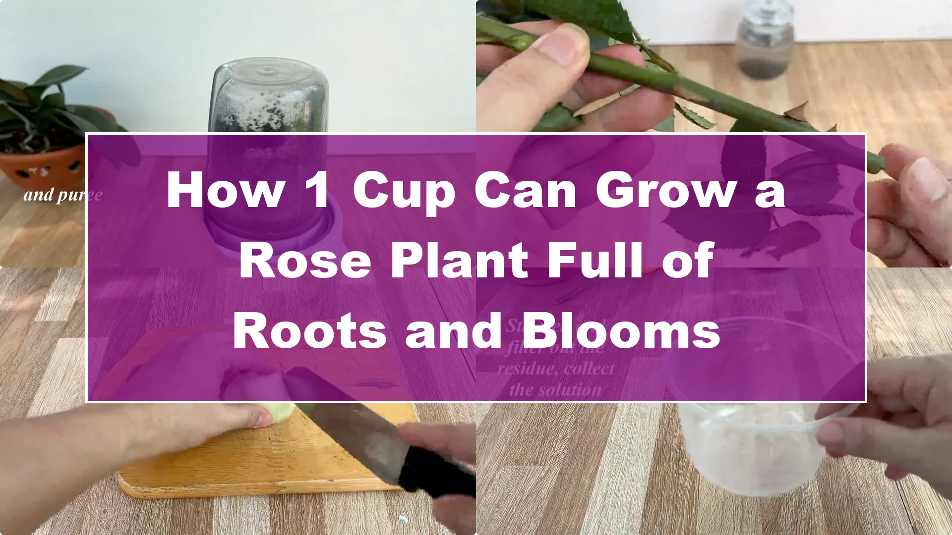 How 1 Cup Can Grow a Rose Plant Full of Roots and Blooms - Featured Image