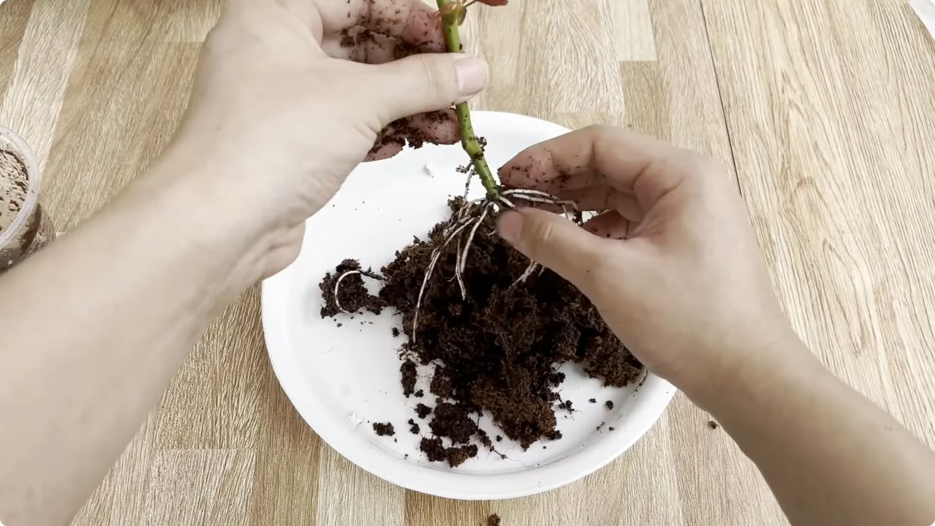 How a Simple Sprinkle Helps Rose Branches Bloom Year-Round screenshot 10