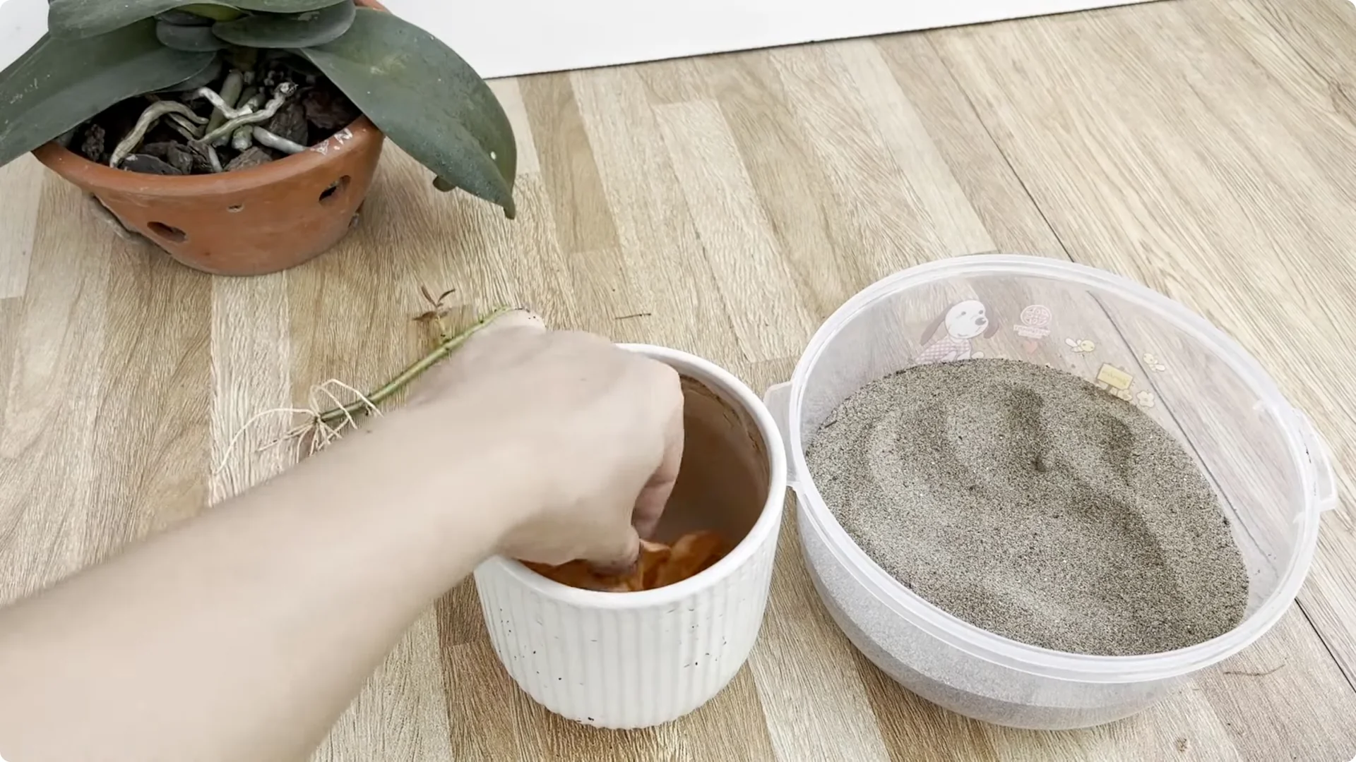 How a Simple Sprinkle Helps Rose Branches Bloom Year-Round screenshot 12
