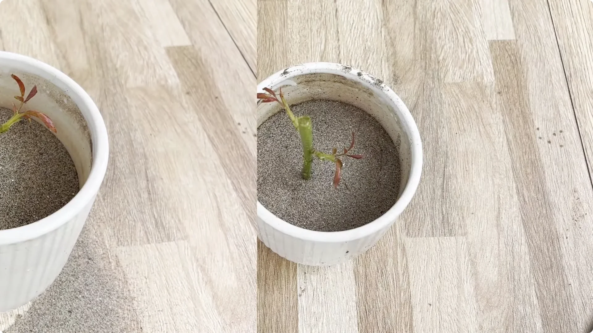 How a Simple Sprinkle Helps Rose Branches Bloom Year-Round screenshot 13
