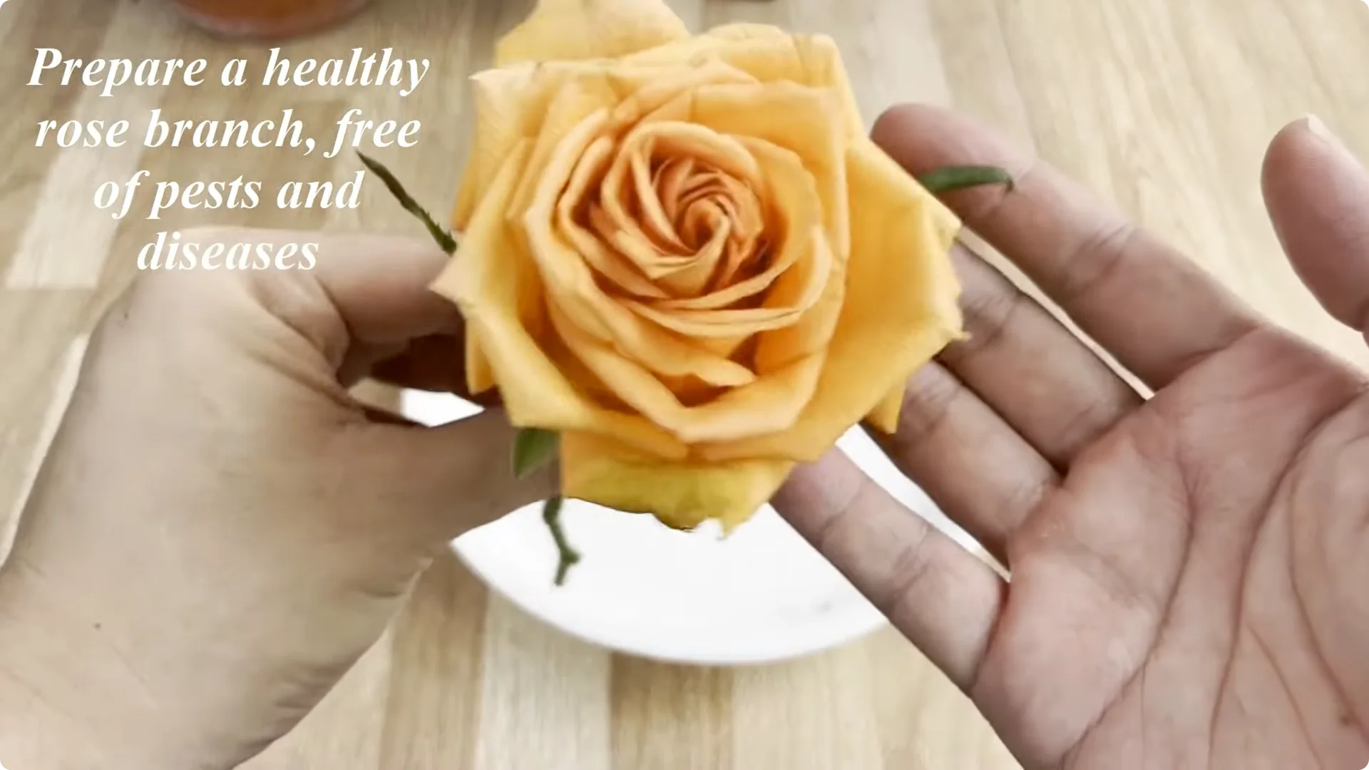 How a Simple Sprinkle Helps Rose Branches Bloom Year-Round screenshot 2