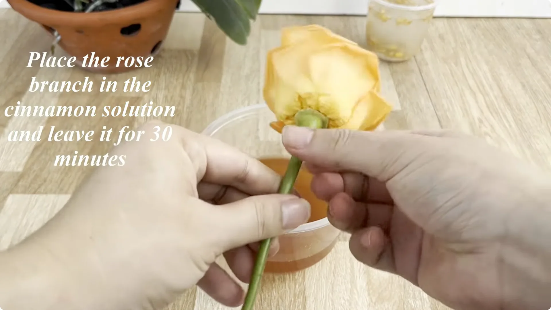 How a Simple Sprinkle Helps Rose Branches Bloom Year-Round screenshot 4